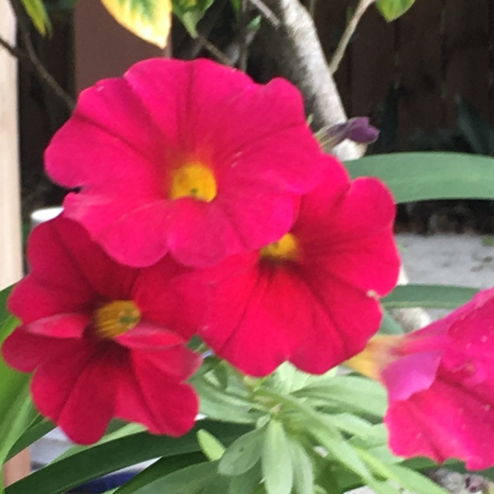 Meet your Posher, Ellen